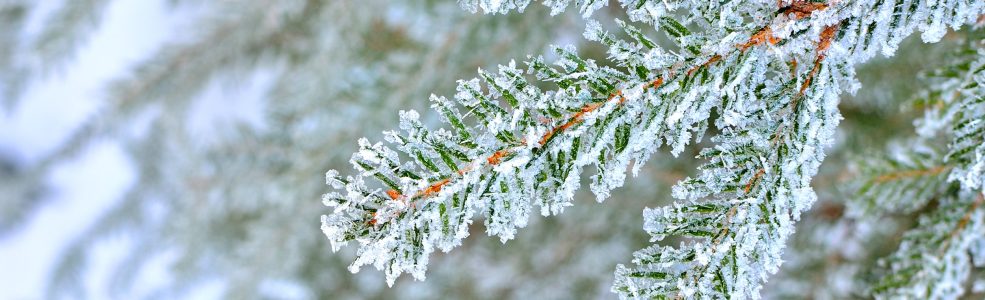 pine tree covered with frost